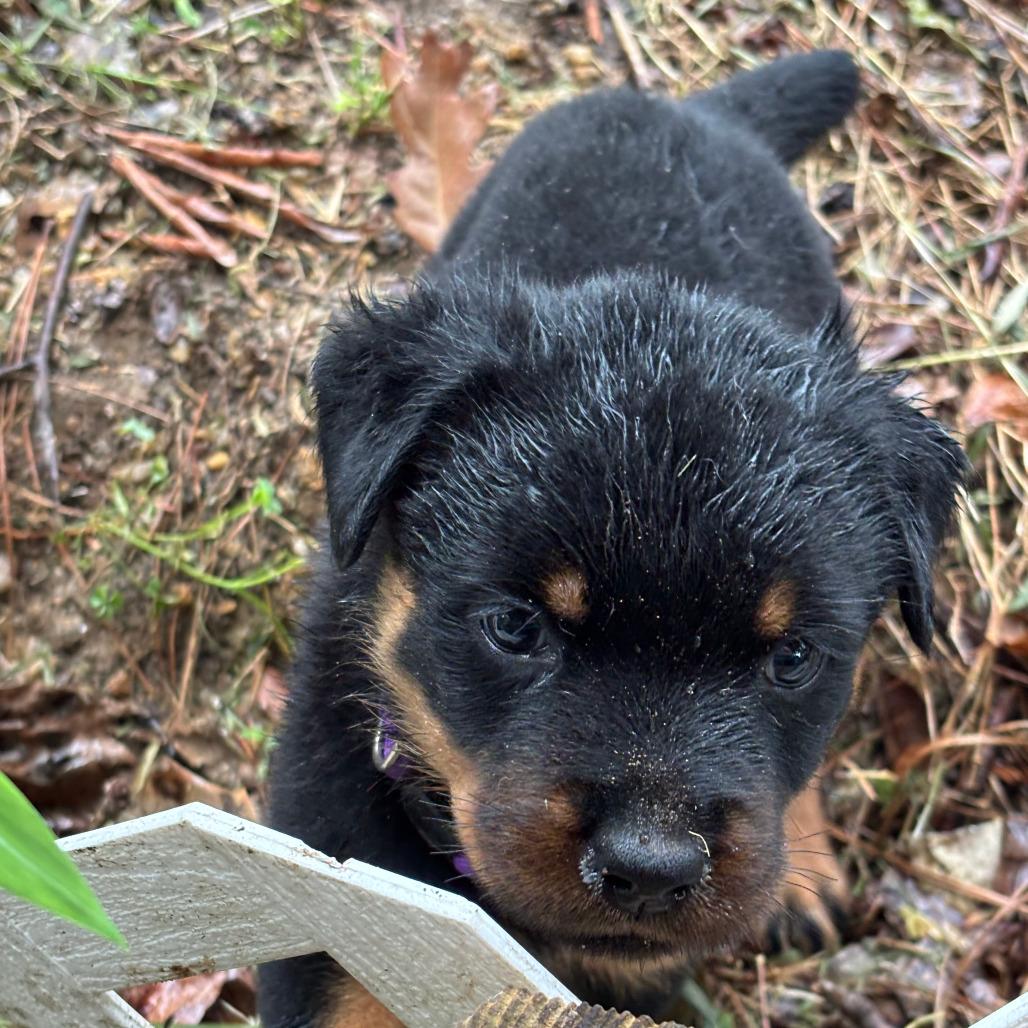 Enlarge Hiccup, a Adoptable Rottweiler in Raleigh, NC image 4/4