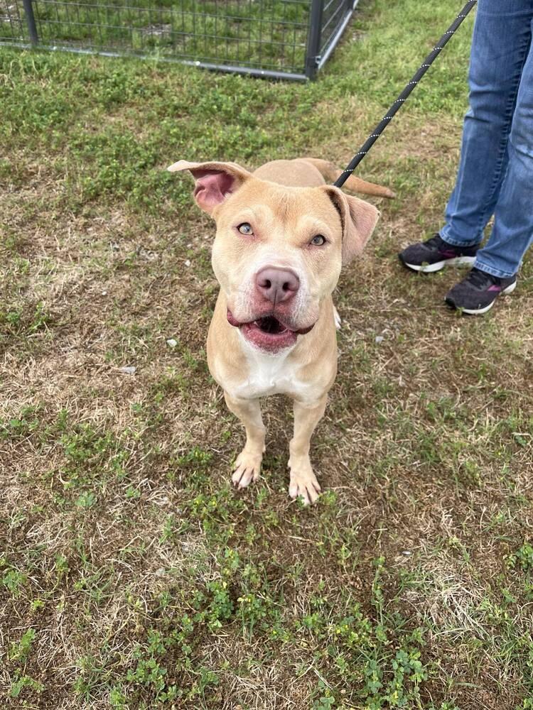 Mazie, a Adoptable mixed breed image 1/6