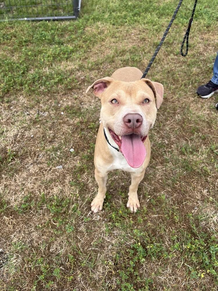 Mazie, a Adoptable mixed breed image 3/6