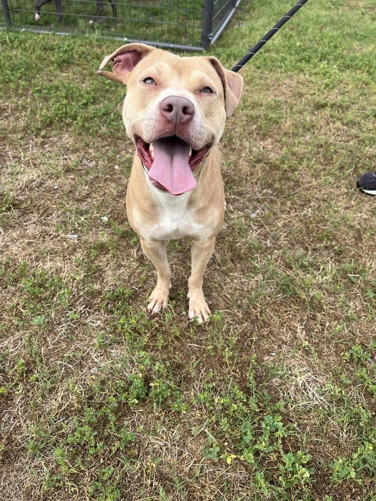 Mazie, a Adoptable mixed breed image 4/6