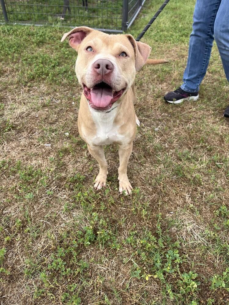 Mazie, a Adoptable mixed breed image 6/6