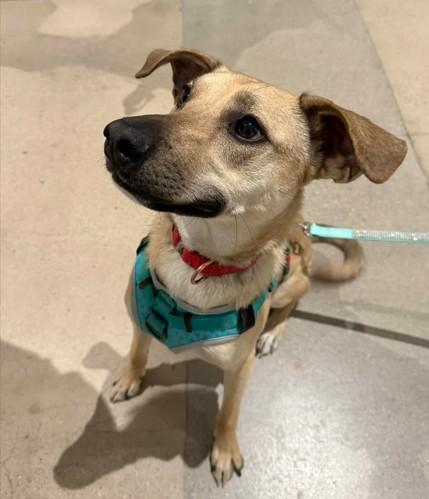 Haley, a ADOPTABLE mixed breed in Colorado Springs, CO image 4/5