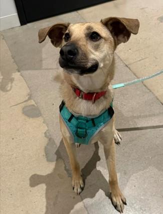 Haley, a ADOPTABLE mixed breed in Colorado Springs, CO image 1/5