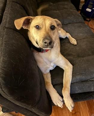 Haley, a ADOPTABLE mixed breed in Colorado Springs, CO image 5/5