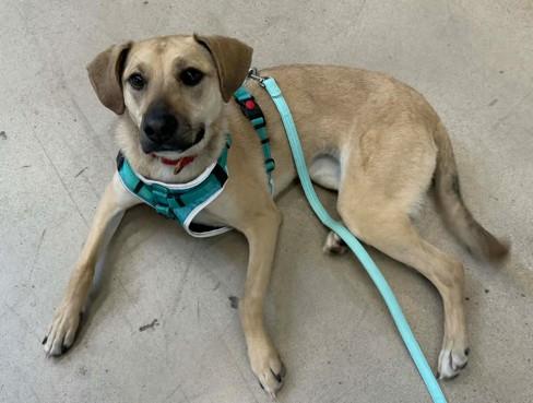 Haley, a ADOPTABLE mixed breed in Colorado Springs, CO image 3/5