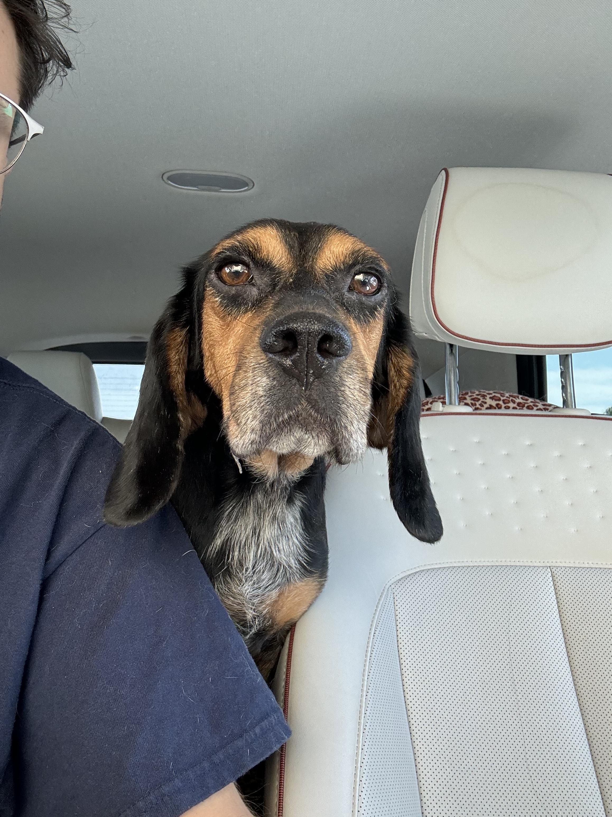 Smokey, Adopted, Adult Male Basset Hound & Beagle.