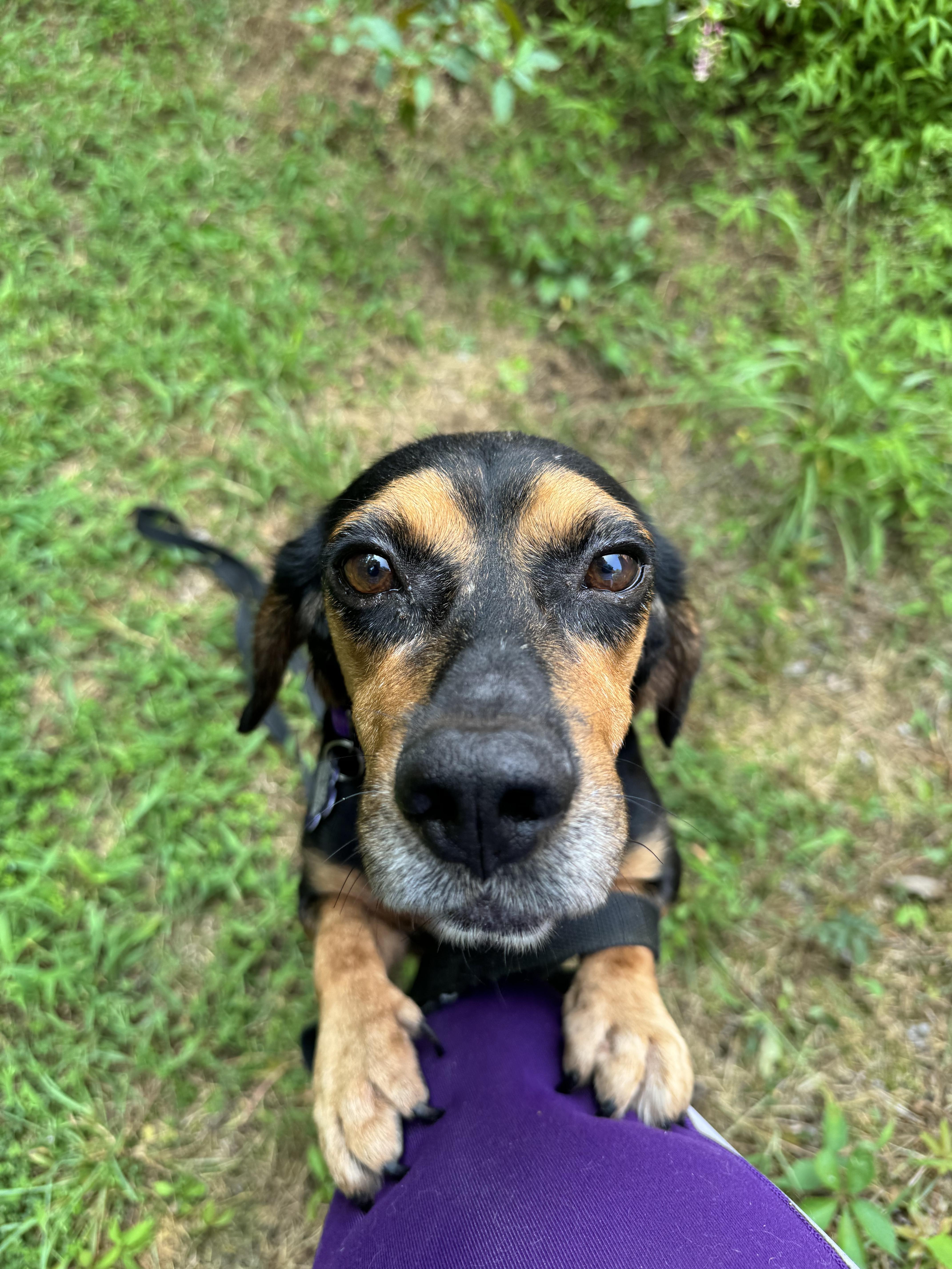 Enlarge Smokey, a Adopted mixed breed in Raleigh, NC image 3/5