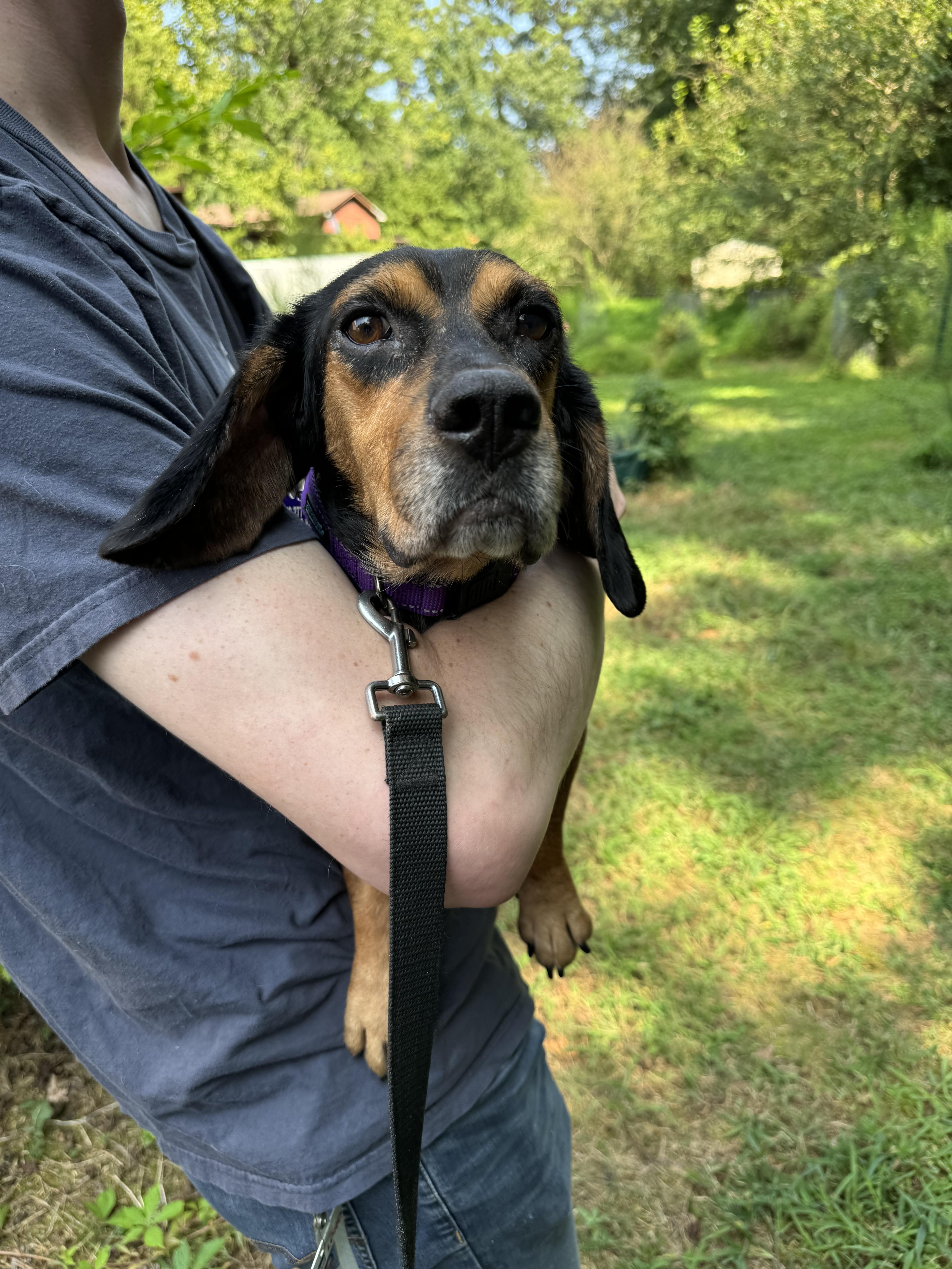 Smokey, a Adopted mixed breed in Raleigh, NC image 5/6