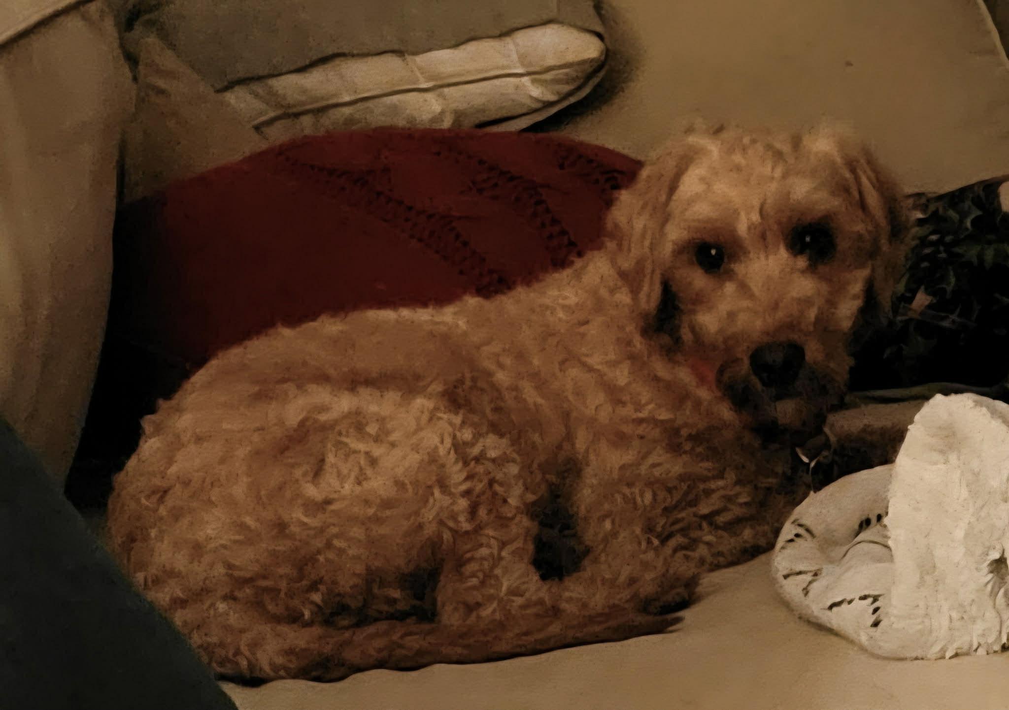 Cloud, ADOPTABLE, Adult Female Goldendoodle.