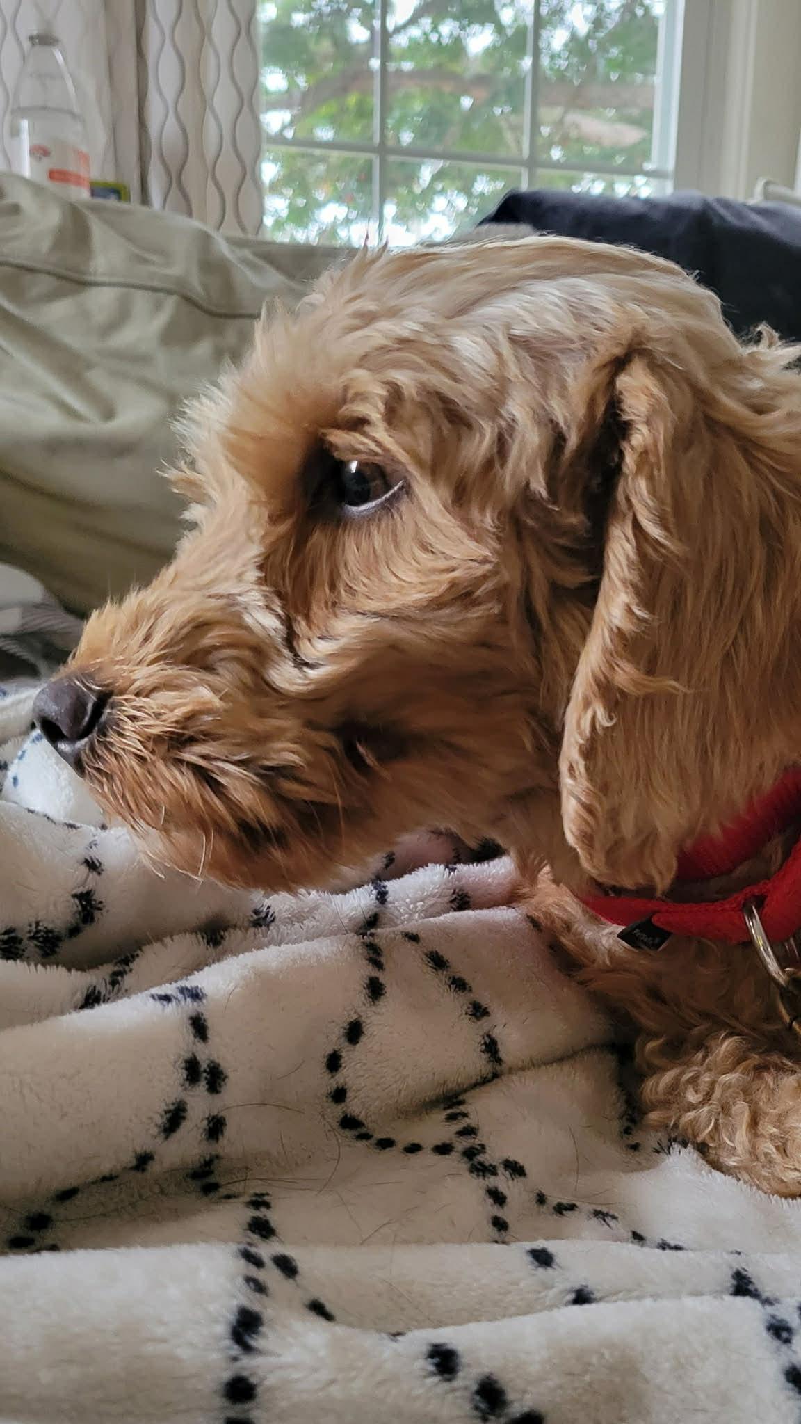 Enlarge Cloud, an adopted Goldendoodle in Brunswick, ME image 2/3