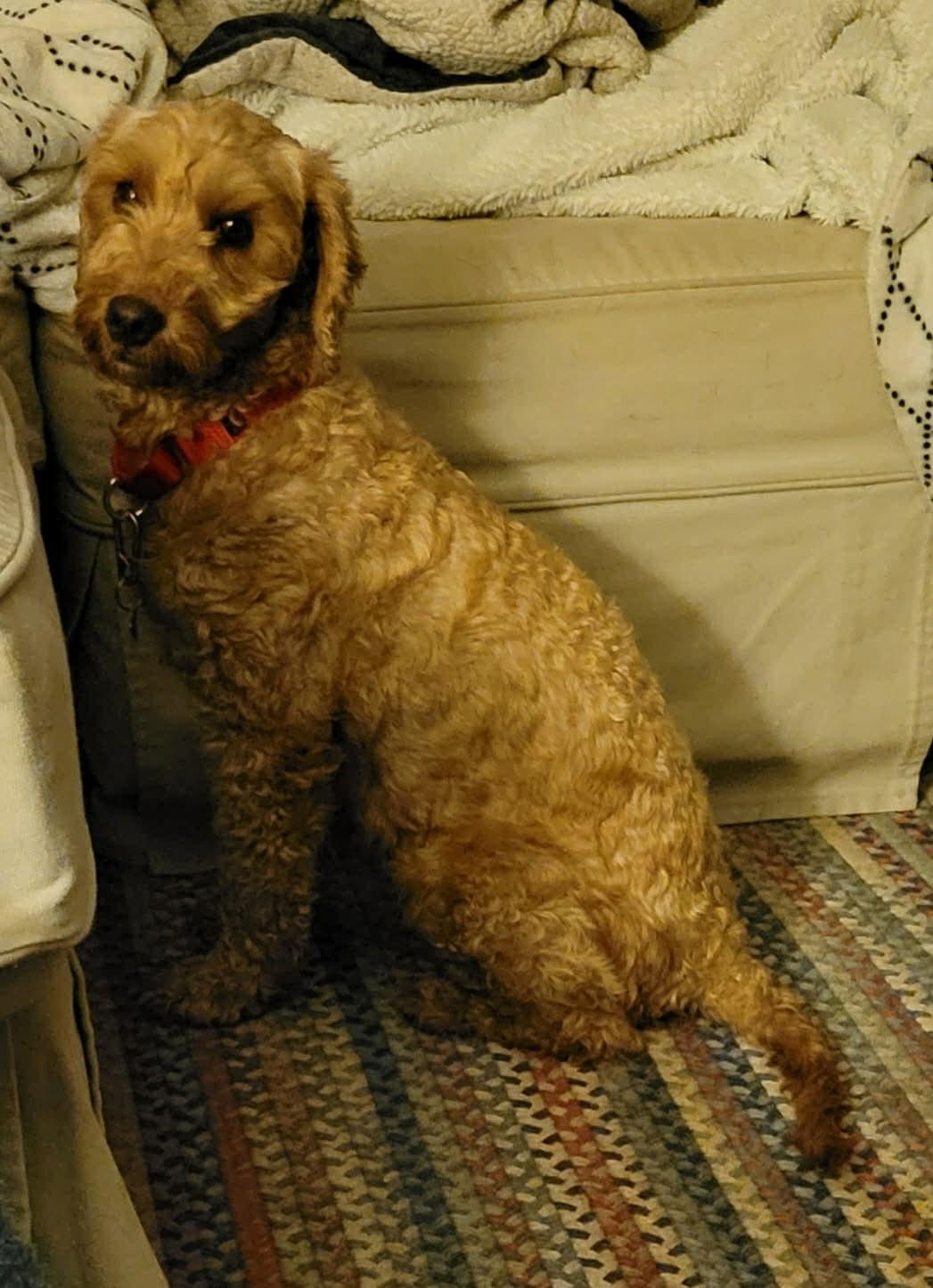 Enlarge Cloud, an adopted Goldendoodle in Brunswick, ME image 3/3