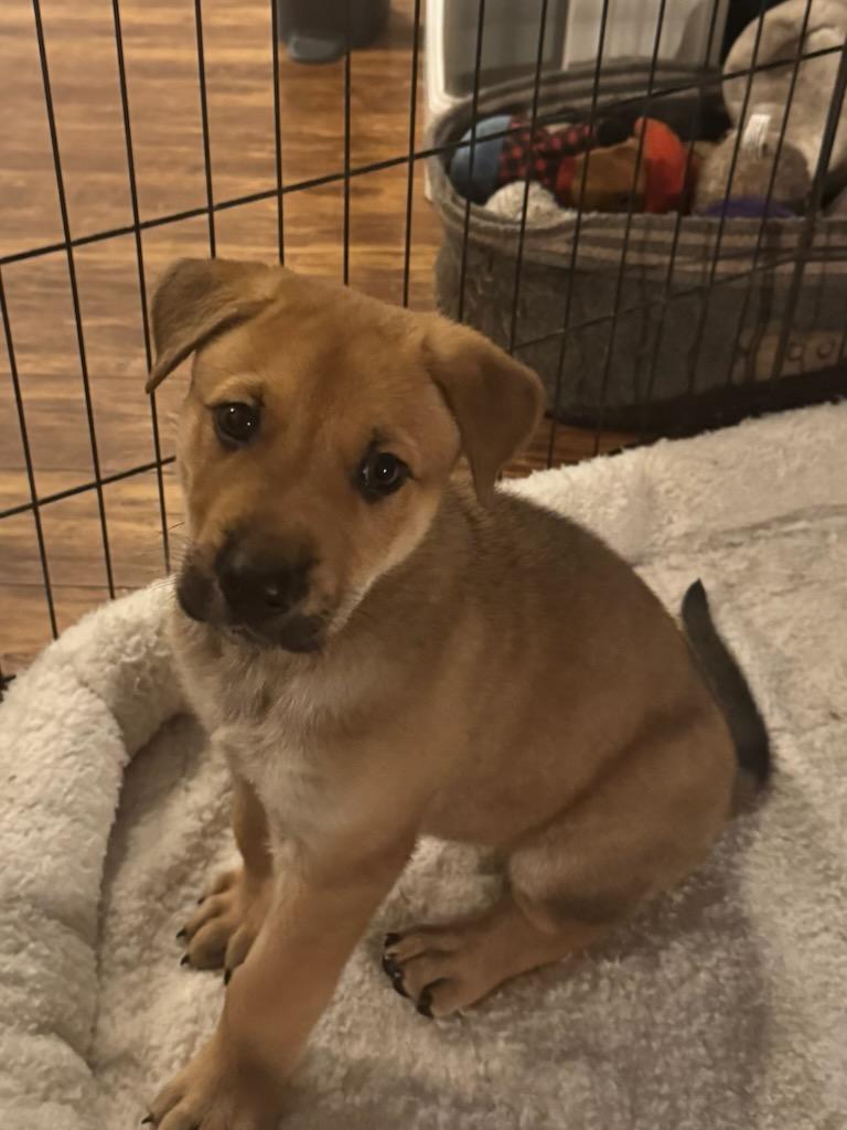 Redwood, an adopted mixed breed in Lake Cowichan, BC image 1/5