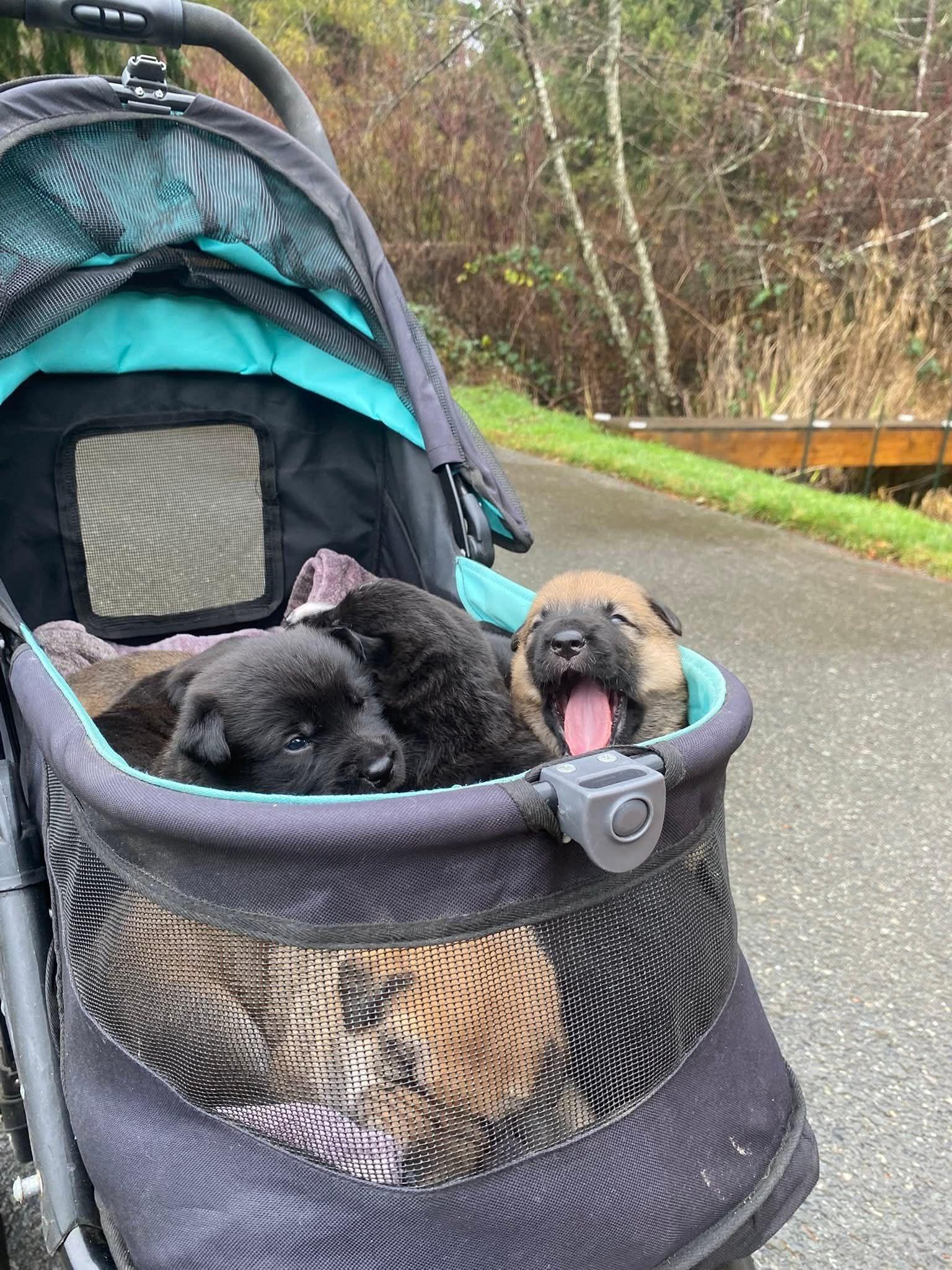 Redwood, an adopted mixed breed in Lake Cowichan, BC image 3/5