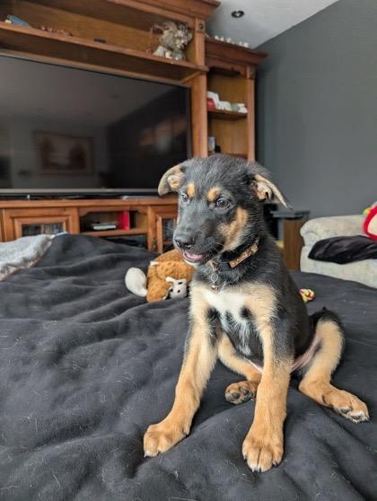 Doc, a ADOPTABLE Mixed Breed in Saskatoon, SK image 1/5