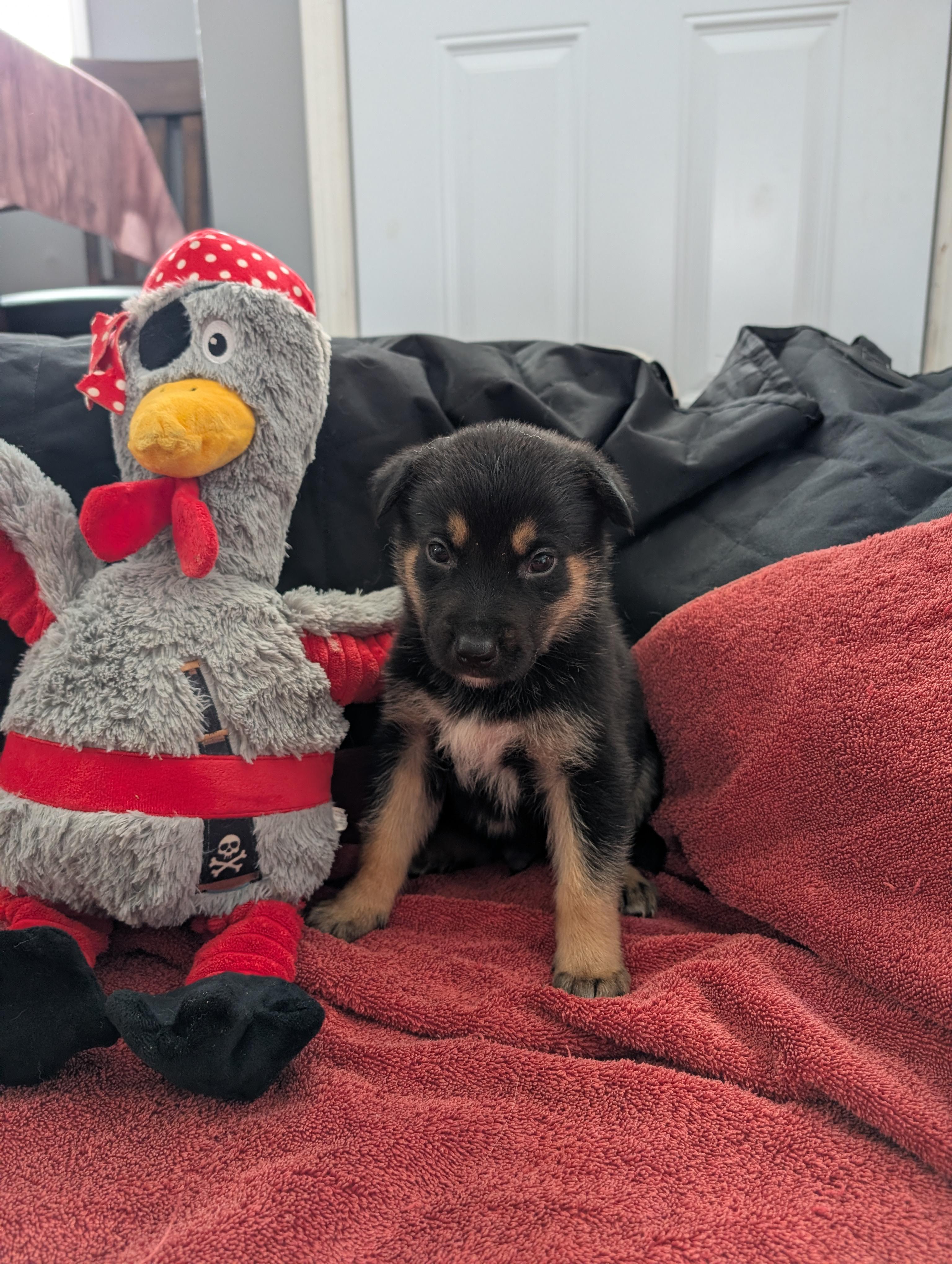 Doc, a ADOPTABLE Mixed Breed in Saskatoon, SK image 2/5