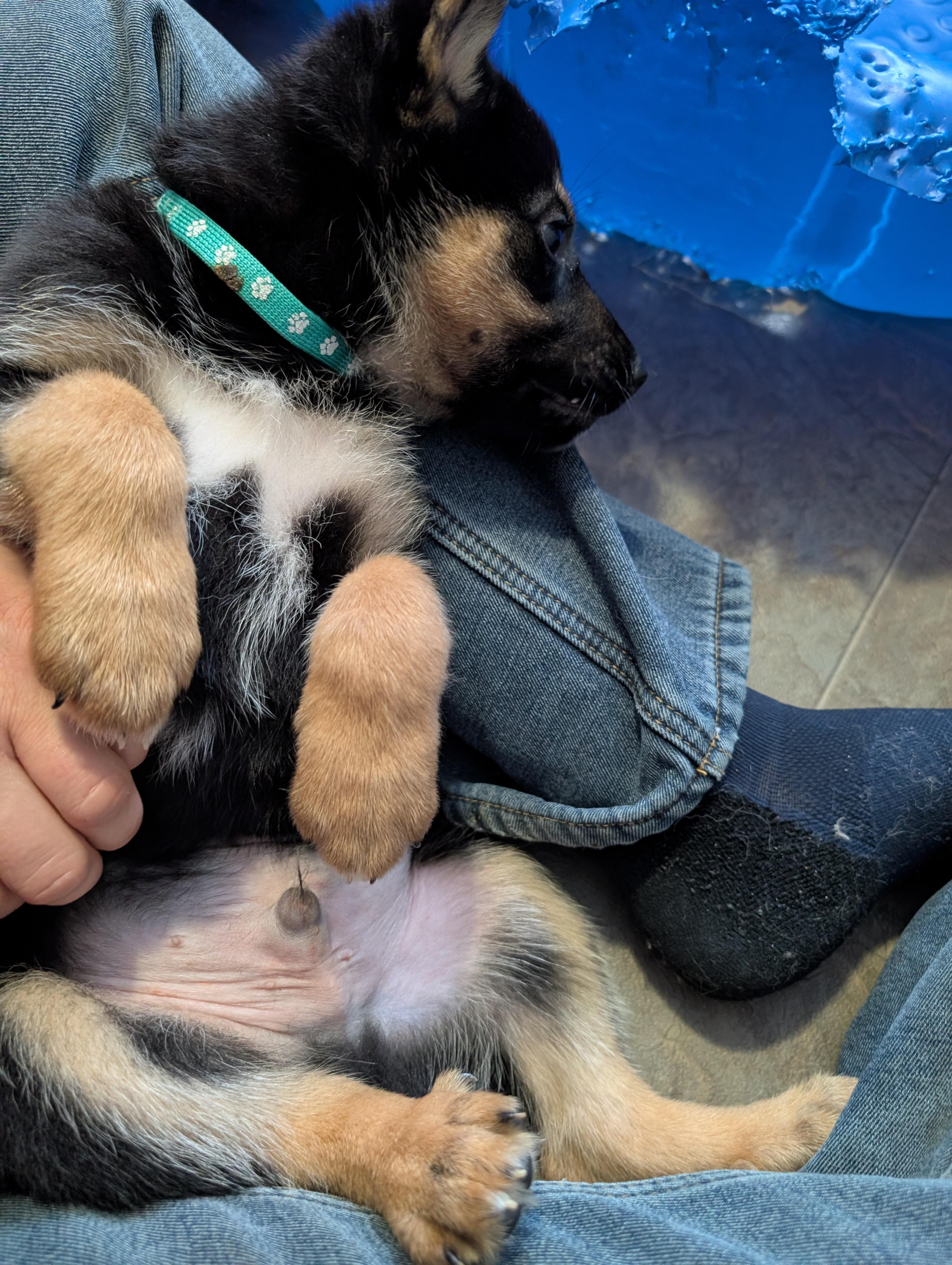 Doc, a ADOPTABLE Mixed Breed in Saskatoon, SK image 4/5