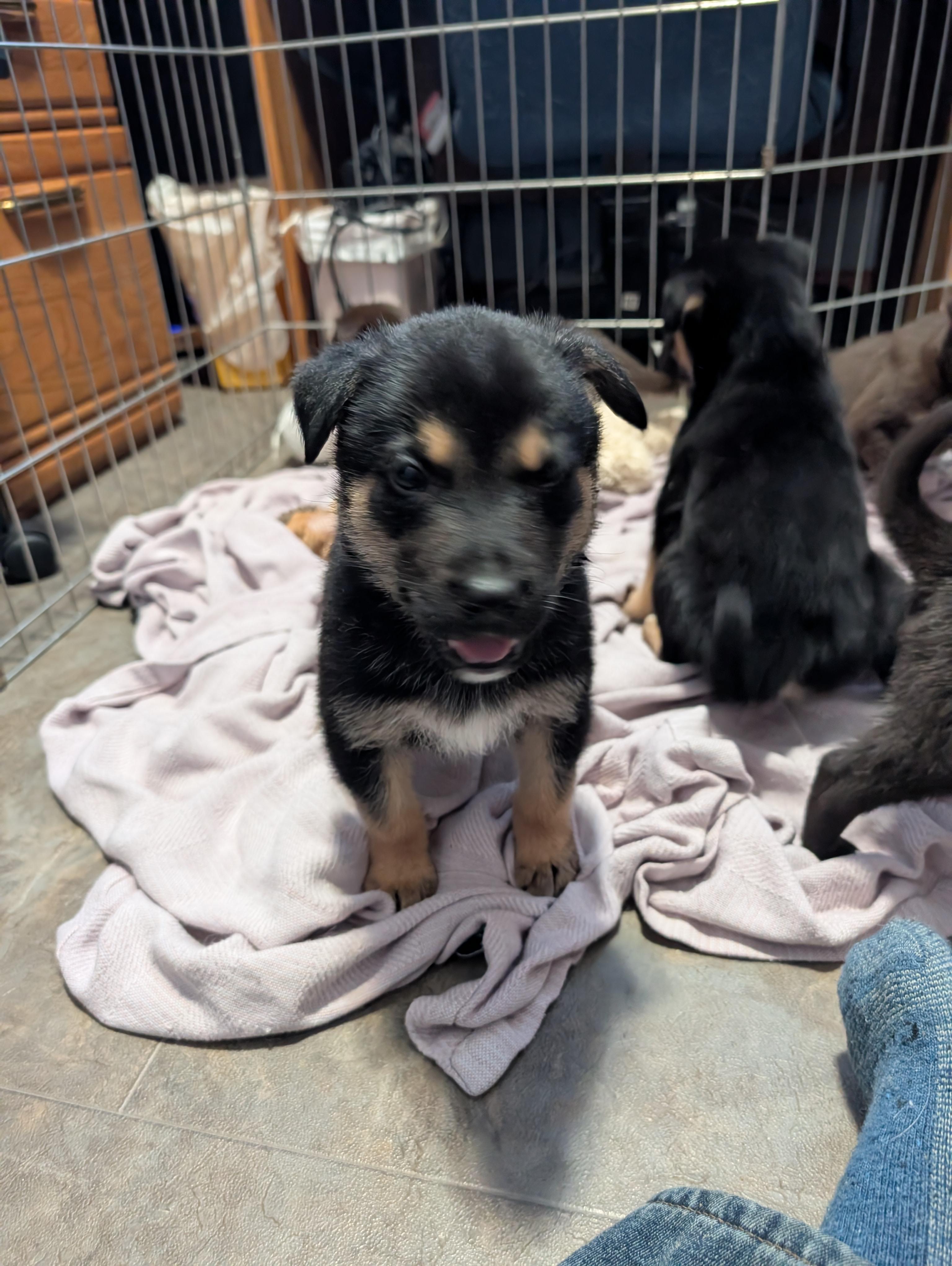 Doc, a ADOPTABLE Mixed Breed in Saskatoon, SK image 3/5