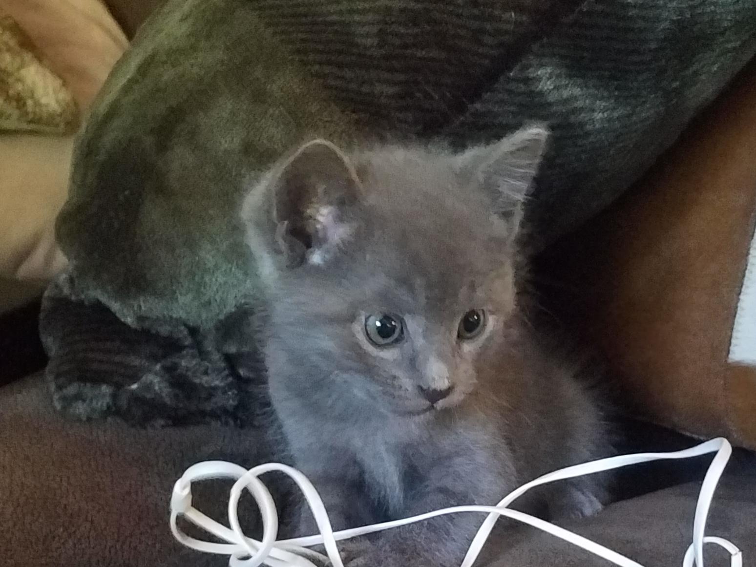 Toes, ADOPTABLE, Kitten Female Domestic Medium Hair.