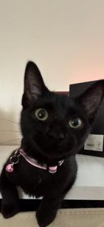 Enlarge Magic, a Adoptable Domestic Short Hair in Flushing, NY image 2/4