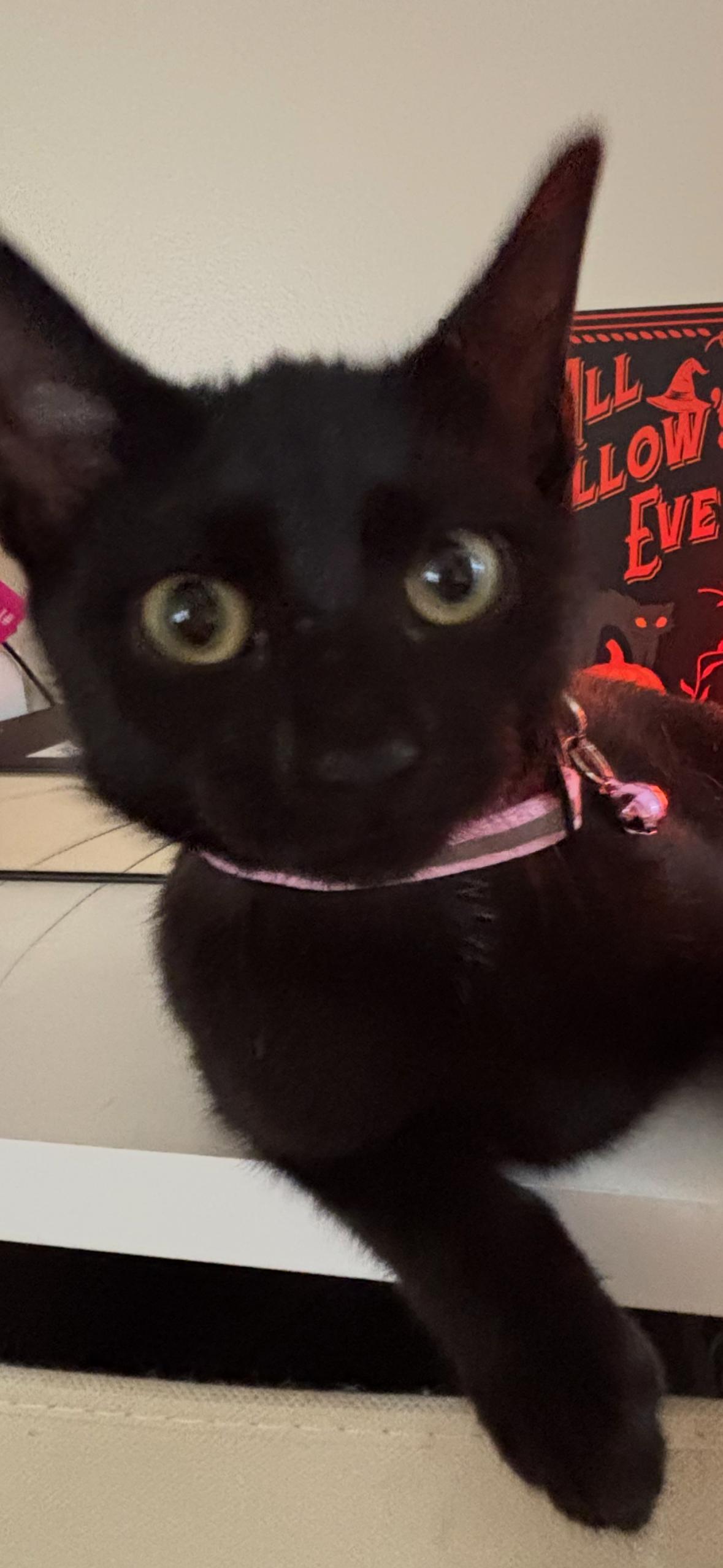 Enlarge Magic, a Adoptable Domestic Short Hair in Flushing, NY image 4/4