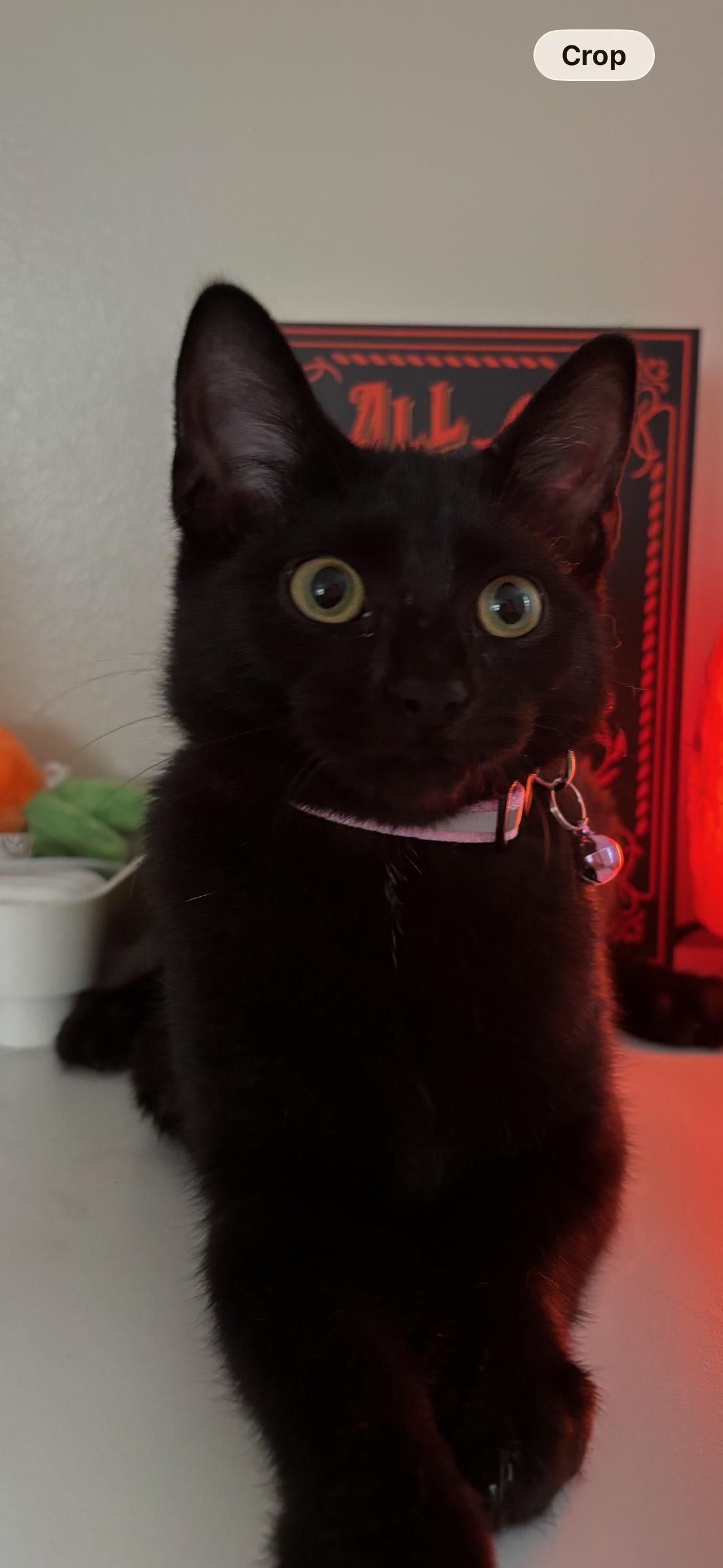 Enlarge Magic, a Adoptable Domestic Short Hair in Flushing, NY image 3/4