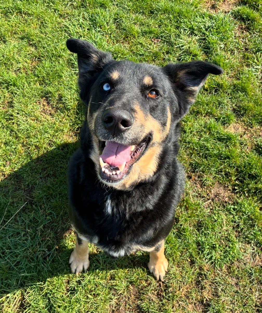 Sully, ADOPTABLE, Young Male Shepherd & Husky.