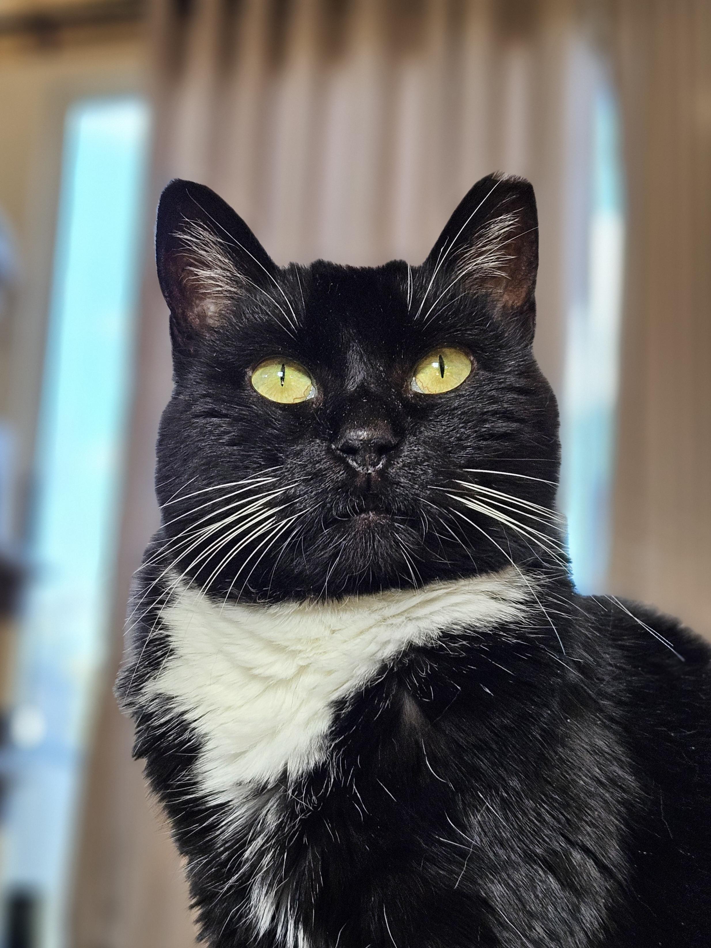 Enlarge Maisy, a Adoptable Domestic Short Hair in White Marsh, MD image 2/4