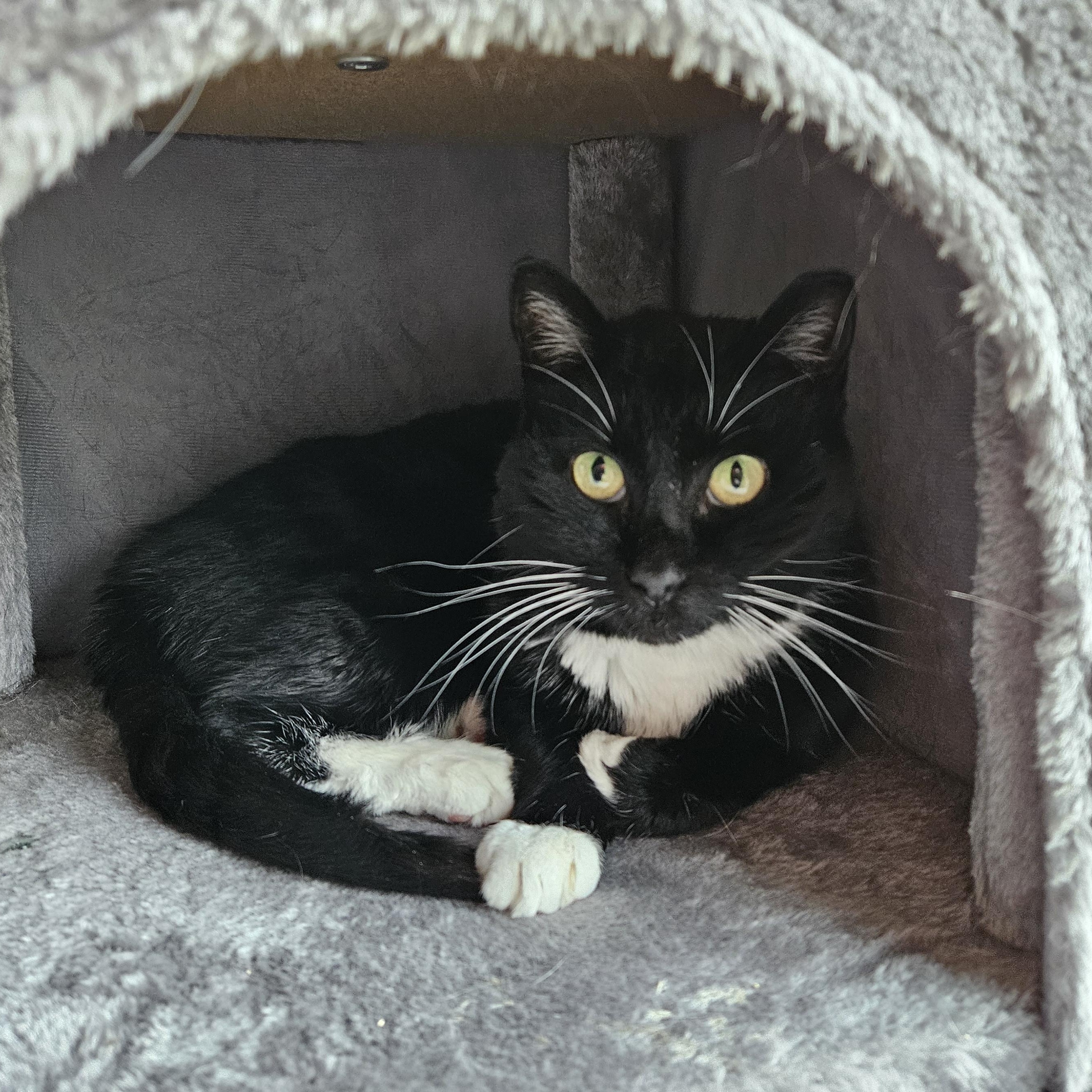 Maisy, Adoptable, Adult Female Domestic Short Hair.