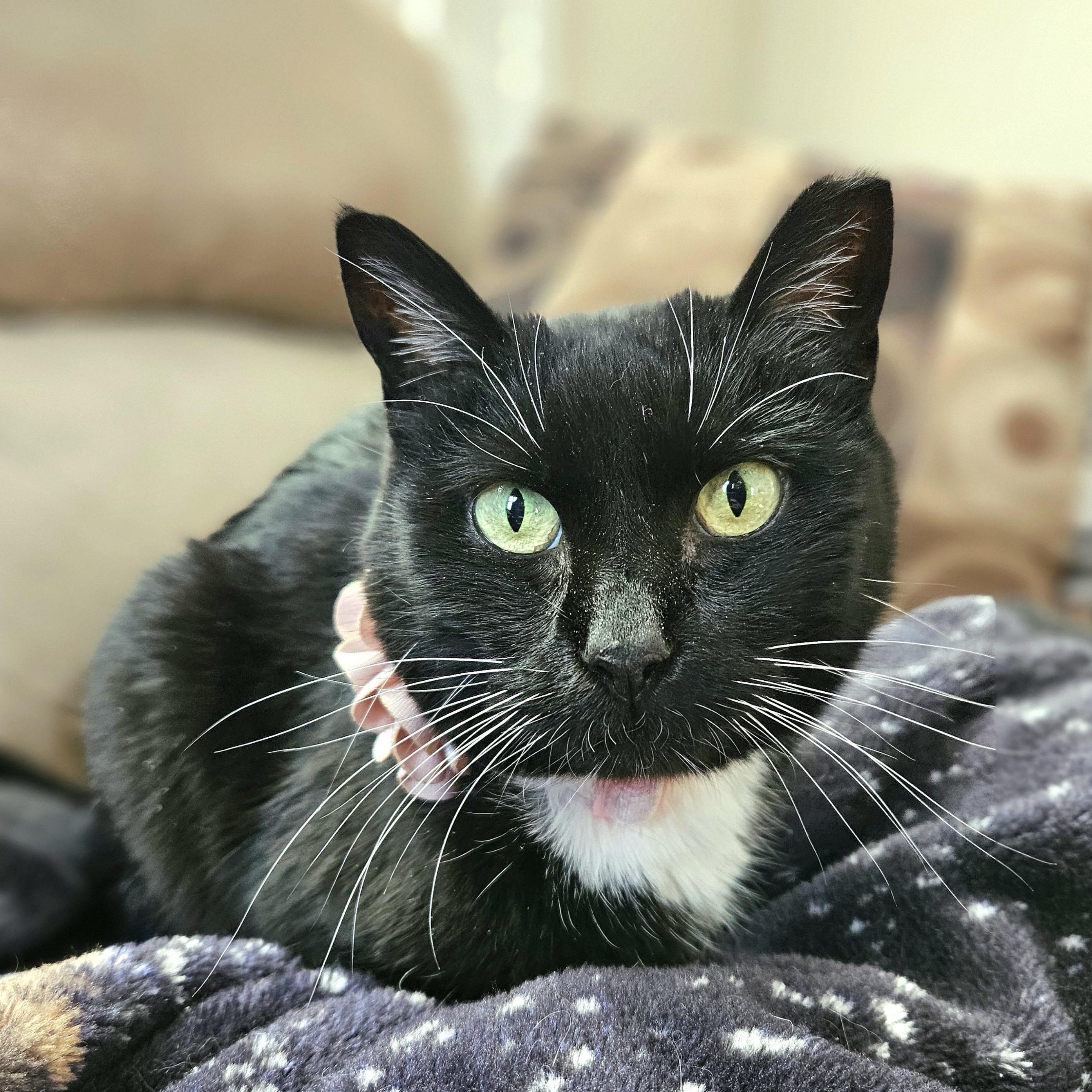 Enlarge Maisy, a Adoptable Domestic Short Hair in White Marsh, MD image 1/5