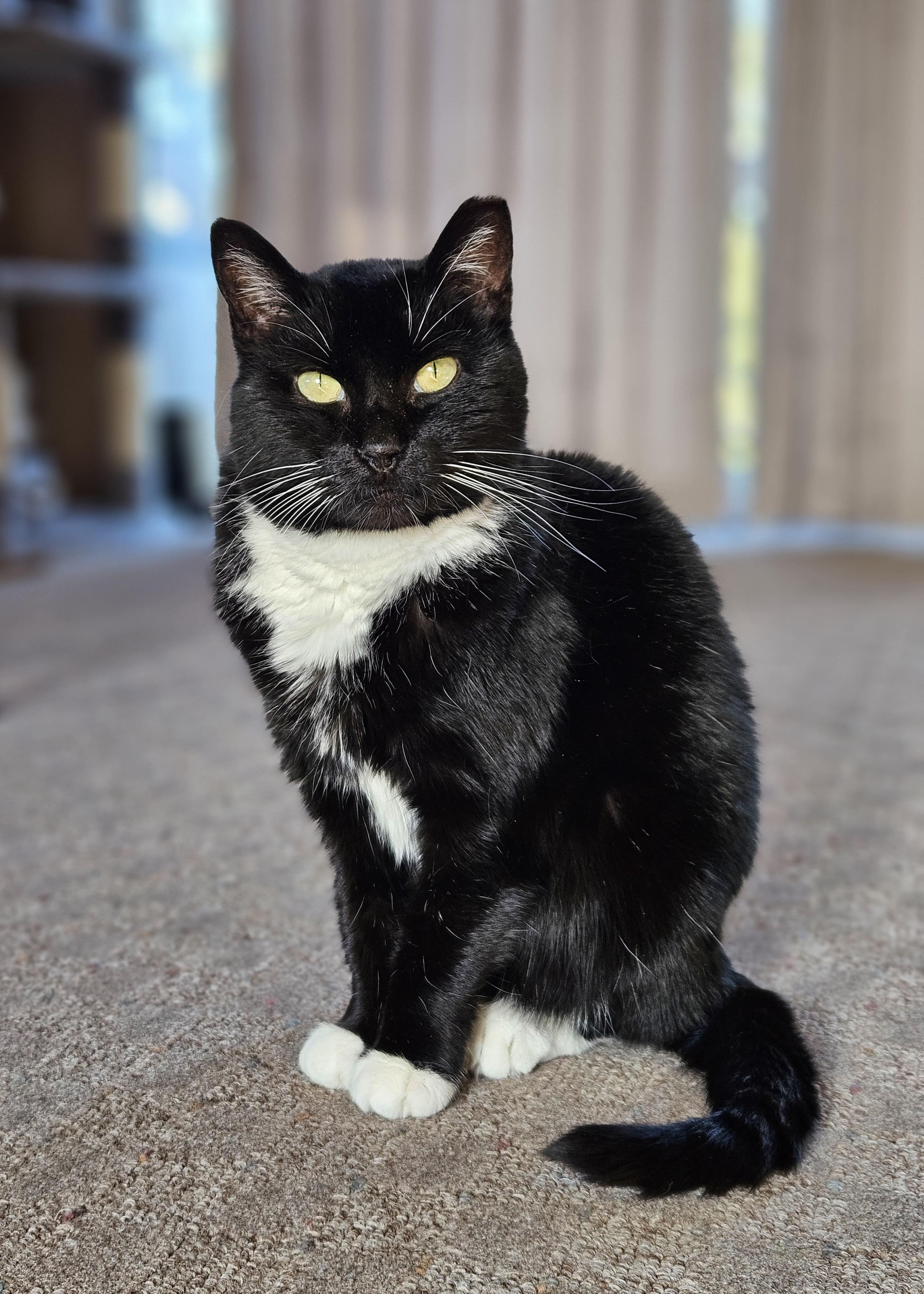 Enlarge Maisy, a Adoptable Domestic Short Hair in White Marsh, MD image 4/4