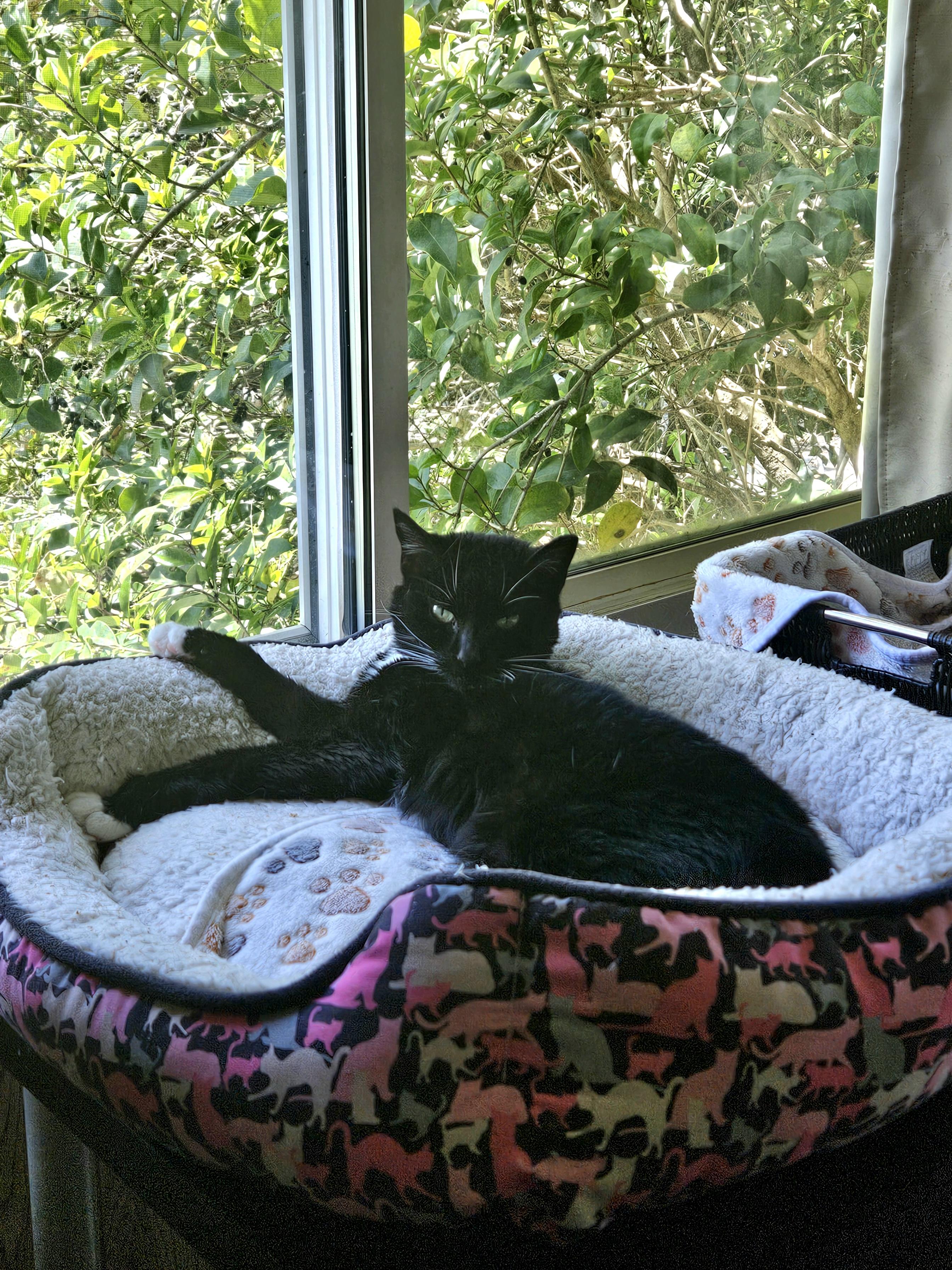 Enlarge Maisy, a Adoptable Domestic Short Hair in White Marsh, MD image 3/4