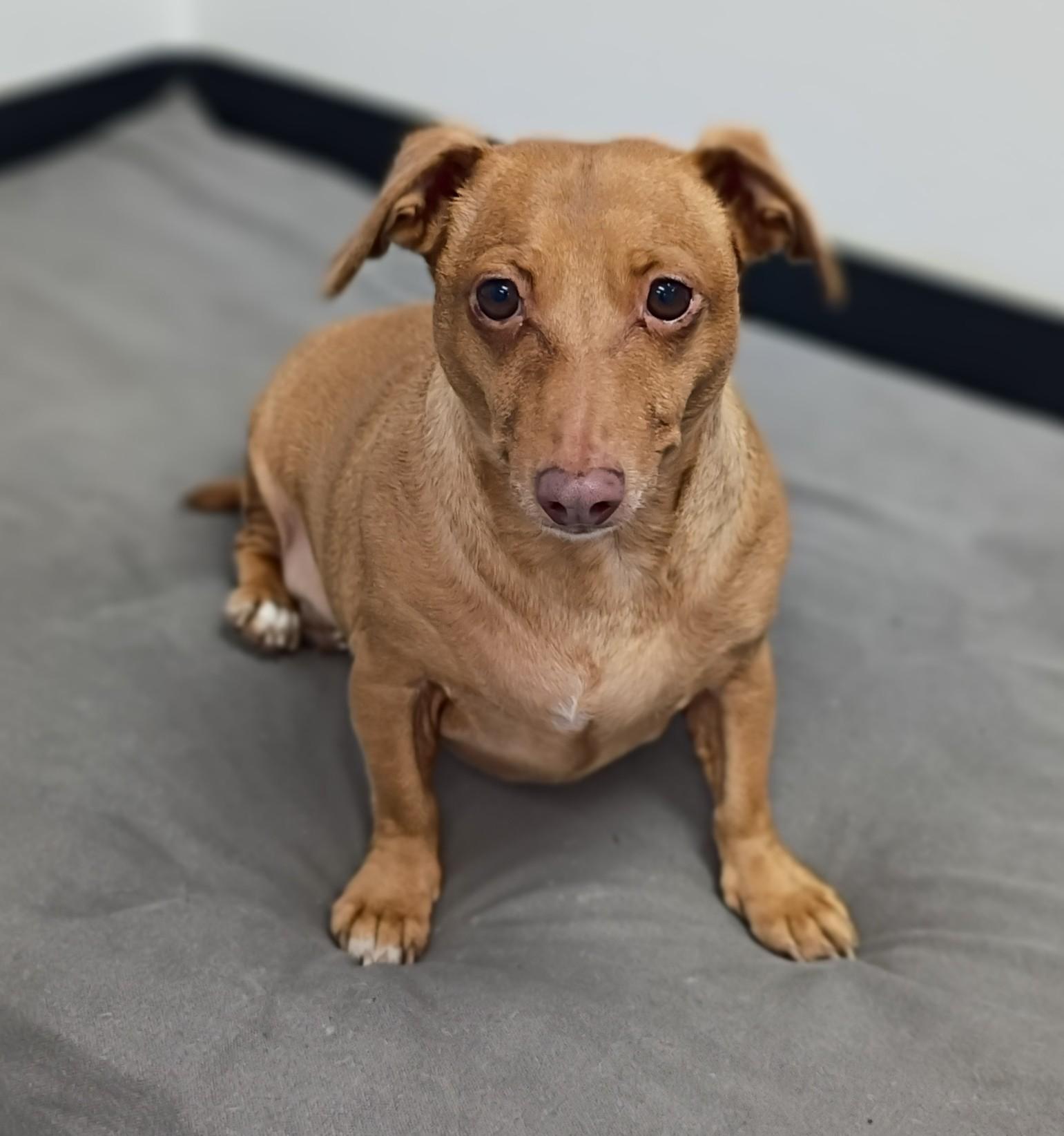Burrito, ADOPTABLE, Adult Male Dachshund & Chihuahua.