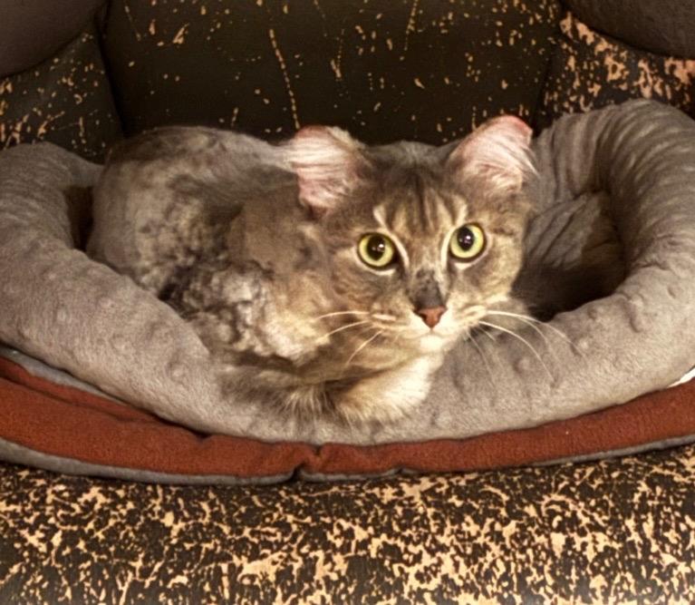 Kashmir, Adoptable, Adult Male Domestic Long Hair.