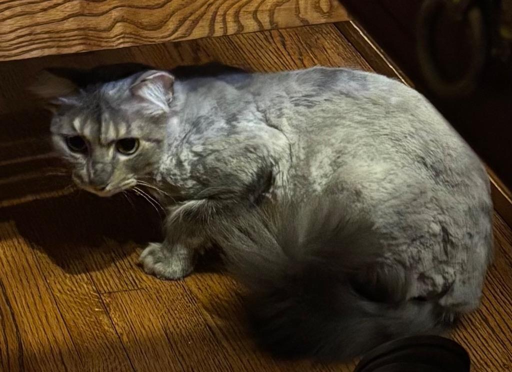 Kashmir, a Adoptable mixed breed in Tulsa, OK image 2/6