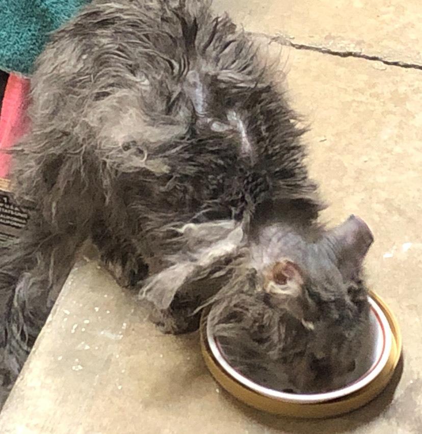 Enlarge Kashmir, a Adoptable mixed breed in Tulsa, OK image 2/6