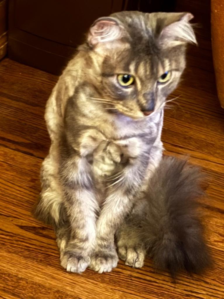 Kashmir, a Adoptable mixed breed in Tulsa, OK image 3/6