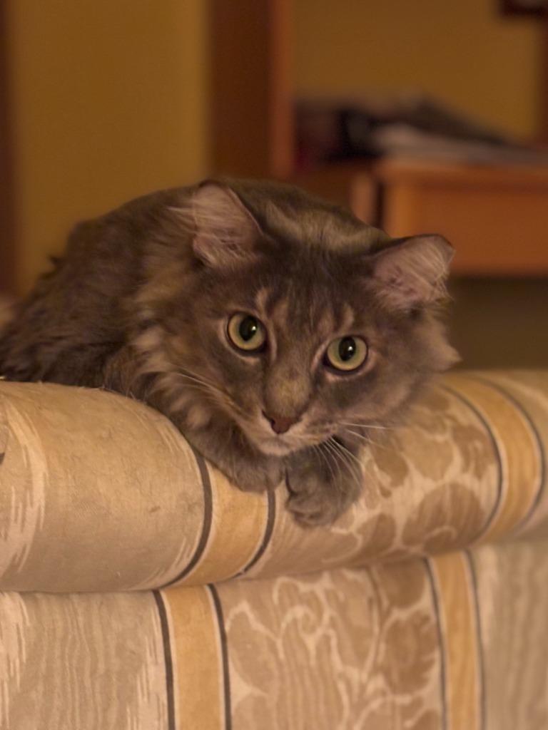 Kashmir, a Adoptable mixed breed in Tulsa, OK image 4/6