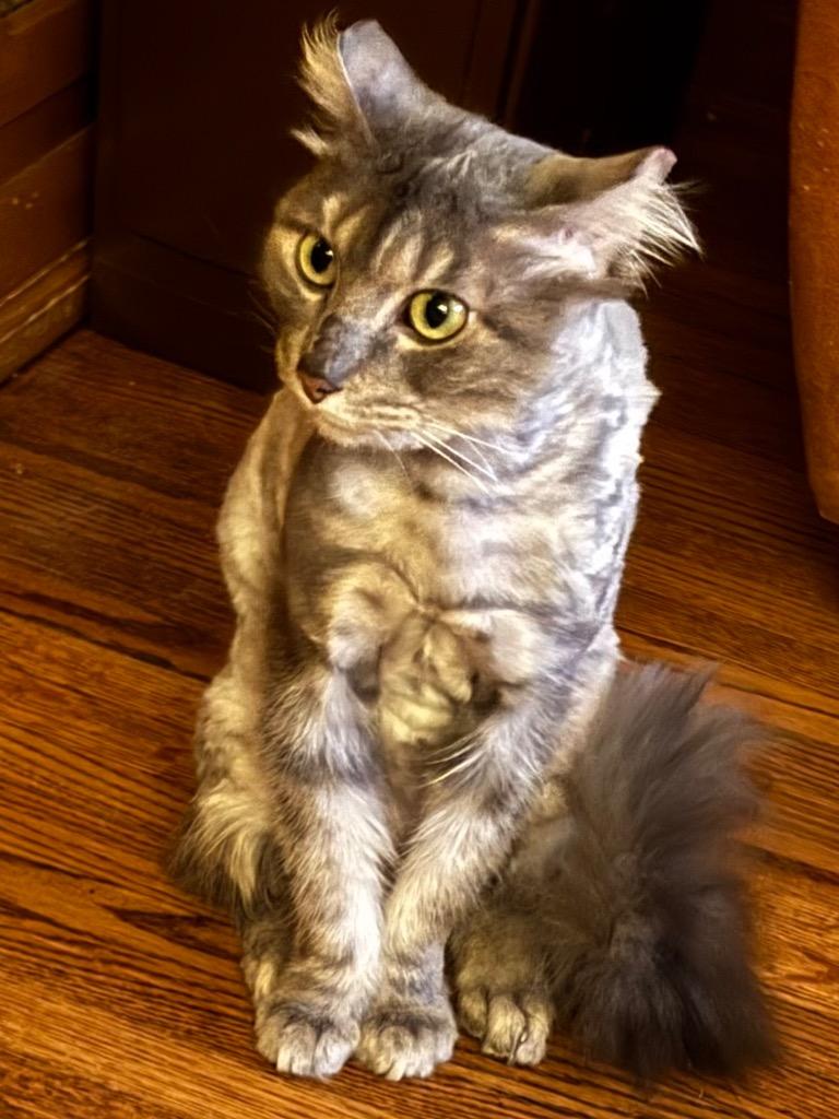 Kashmir, a Adoptable mixed breed in Tulsa, OK image 5/6