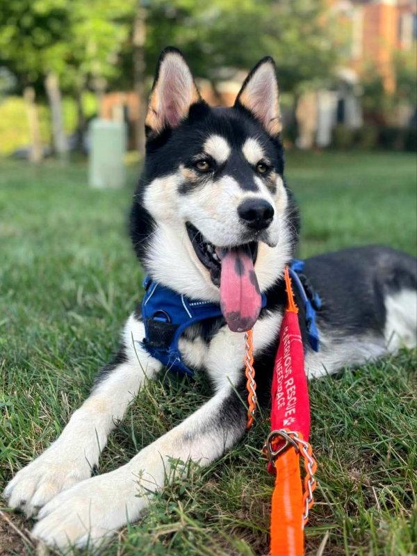 Lupo, Adoptable, Young Male Siberian Husky & Chow Chow.