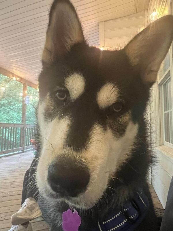 Enlarge Lupo, a Adoptable mixed breed in Millersville, MD image 2/3