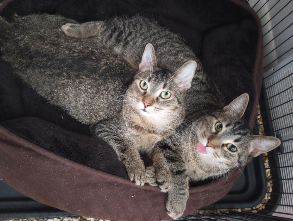 Enlarge Shaggy, a Adoptable Domestic Short Hair in Oak Park, MI image 1/6