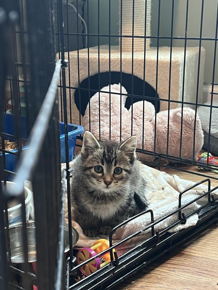 Enlarge Shaggy, a Adoptable Domestic Short Hair in Oak Park, MI image 2/6