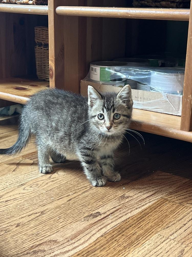 Enlarge Shaggy, a Adoptable Domestic Short Hair in Oak Park, MI image 3/6