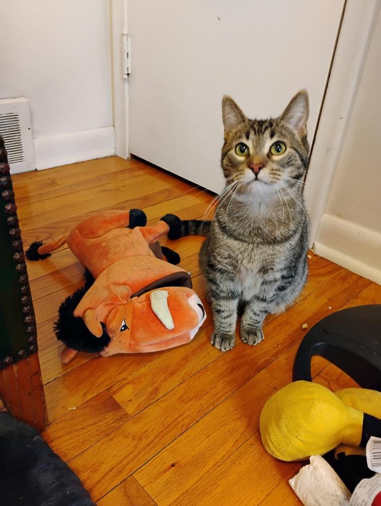 Enlarge Shaggy, a Adoptable Domestic Short Hair in Oak Park, MI image 4/6