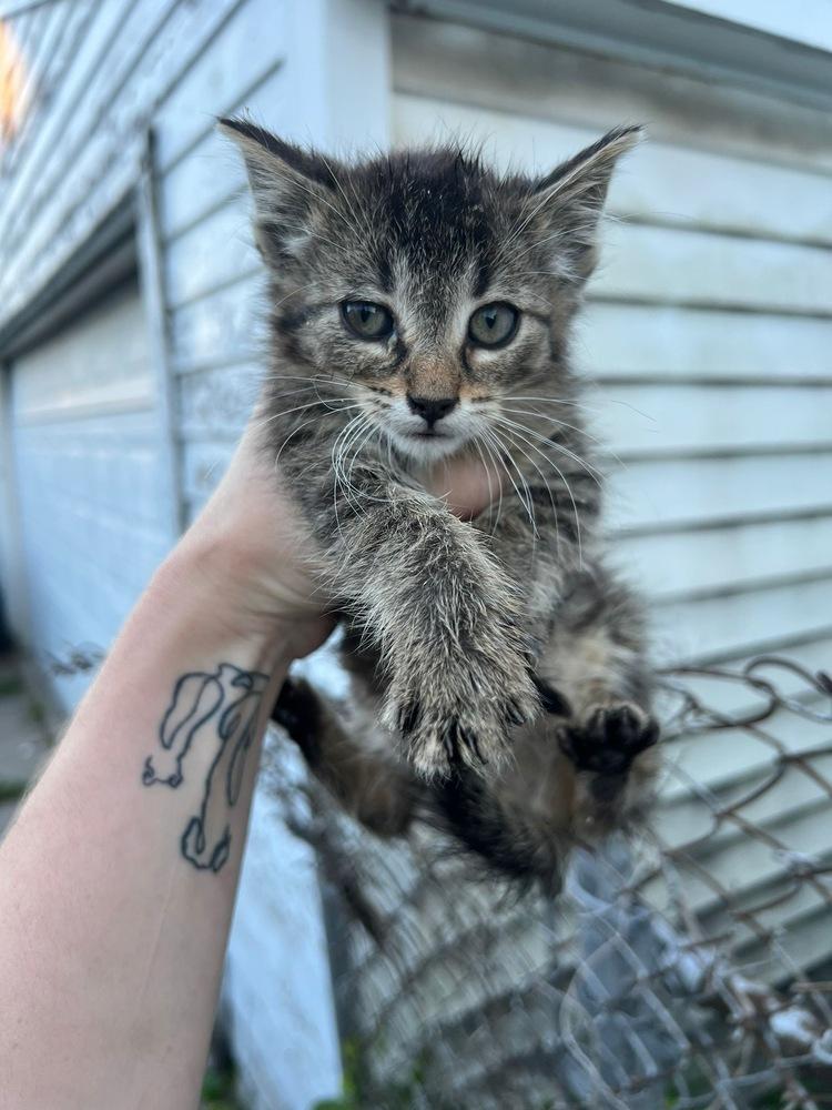 Enlarge Shaggy, a Adoptable Domestic Short Hair in Oak Park, MI image 5/6