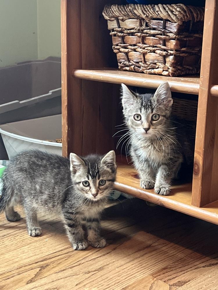 Enlarge Shaggy, a Adoptable Domestic Short Hair in Oak Park, MI image 6/6