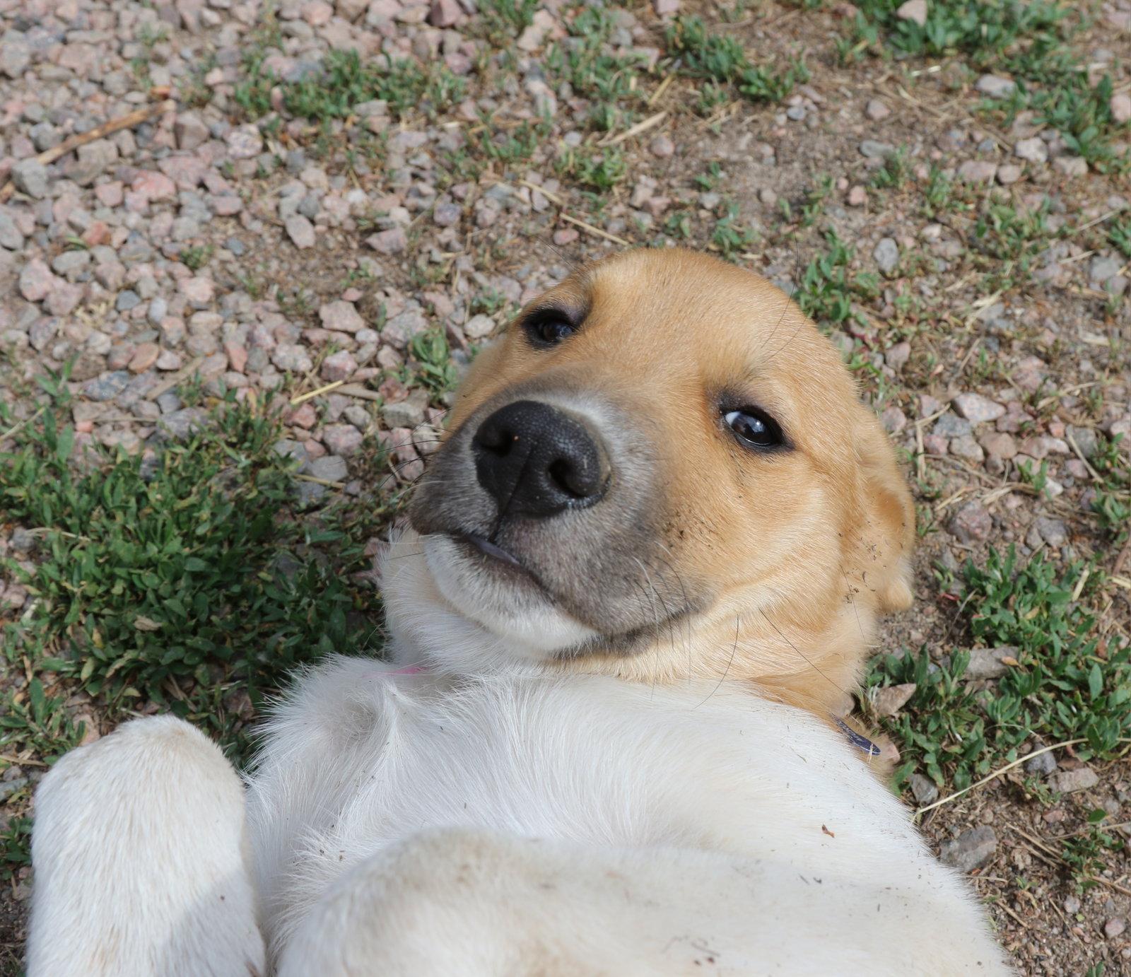 Nebula, Adoptable, Puppy Female Australian Cattle Dog / Blue Heeler.