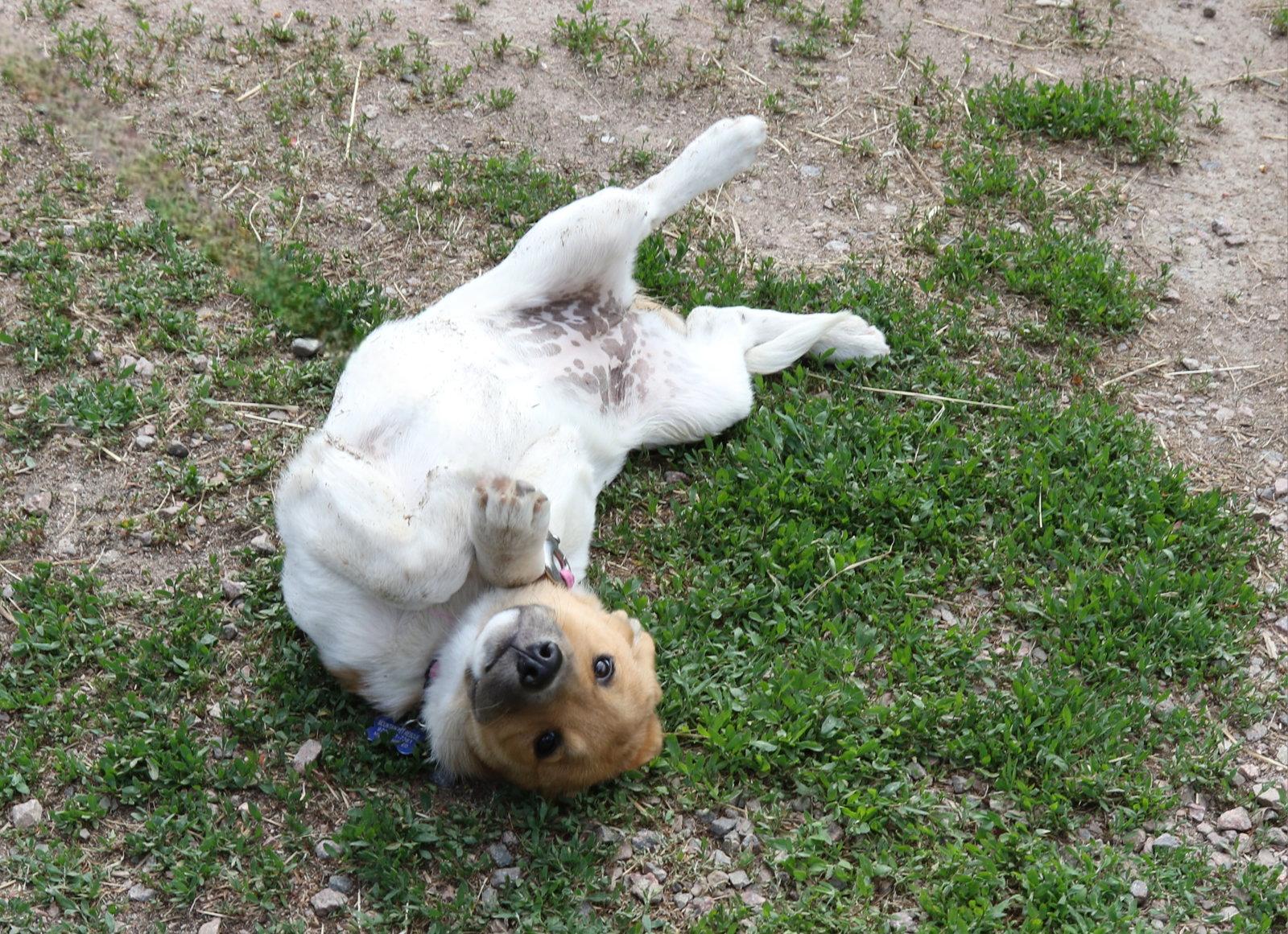 Nebula, a Adoptable Australian Cattle Dog / Blue Heeler in Winter Park, CO image 2/2