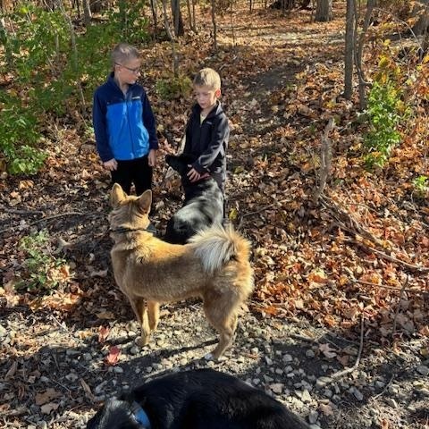 Enlarge Buddy, a Adoptable Labrador Retriever in Indianapolis, IN image 5/5