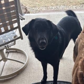 Enlarge Buddy, a Adoptable Labrador Retriever in Indianapolis, IN image 1/5